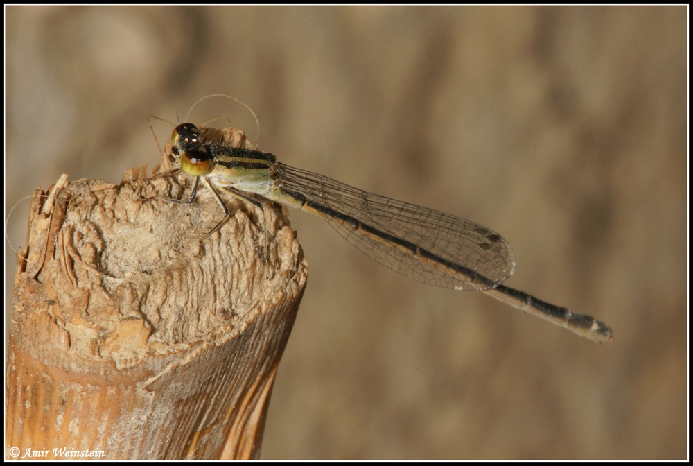 Odonata d''Israele for ID